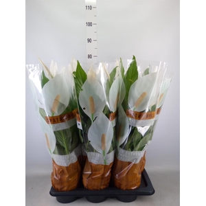 Spathiphyllum  'Sweet Chico'