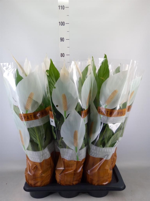 <h4>Spathiphyllum  'Sweet Chico'</h4>