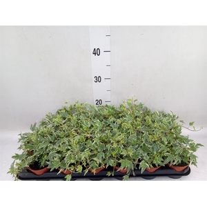 Hedera helix