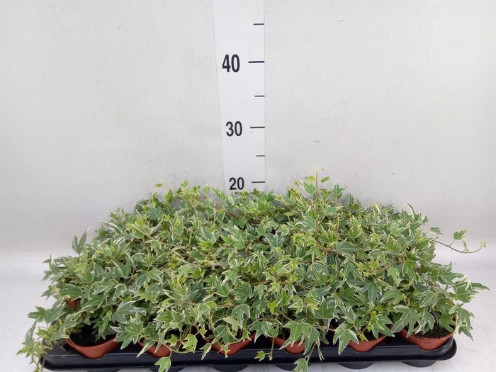<h4>Hedera helix</h4>
