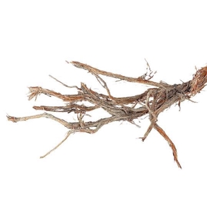 Branch Ghostwood H180