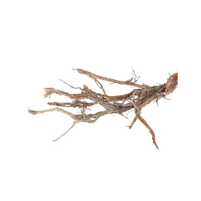 <h4>Branch Ghostwood H180</h4>