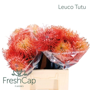 LEUCO CO ITO