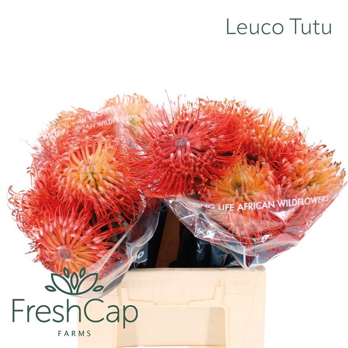 <h4>LEUCO CO ITO</h4>
