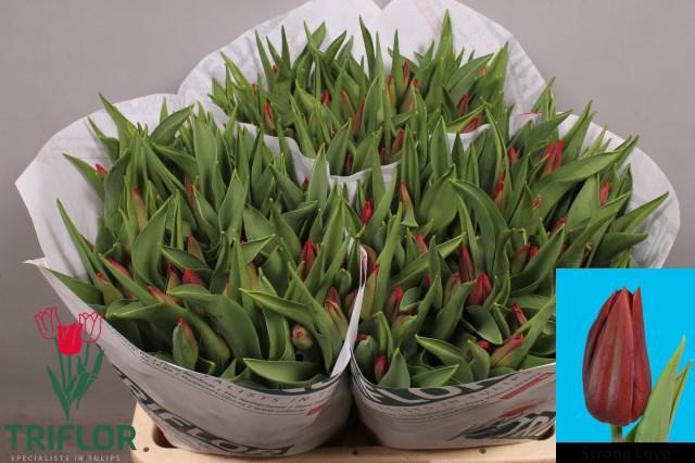 <h4>TU EN STRONG LOVE</h4>