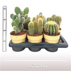 Cactus gemengd