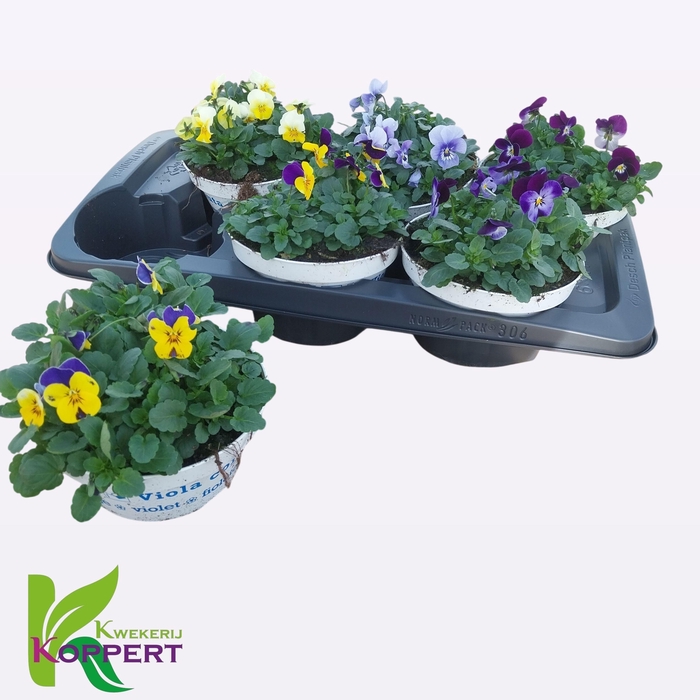 <h4>VIO CO EM GEM</h4>