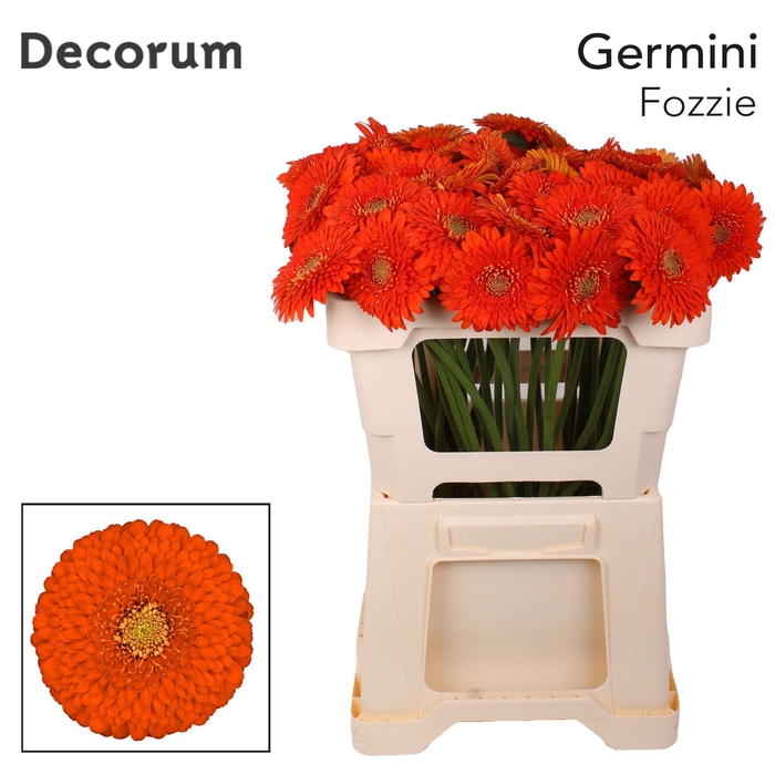 <h4>Germini Pomponi Fozzie Water x60</h4>