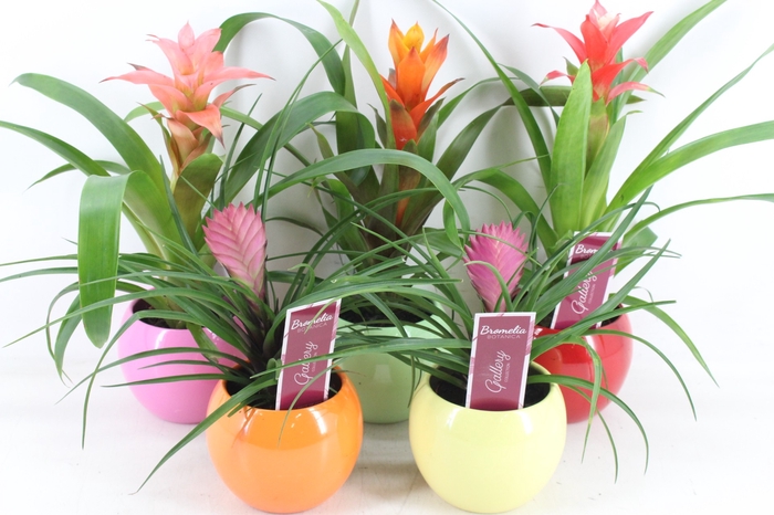 <h4>arr3 ZS - Bromelia bolpot mix</h4>