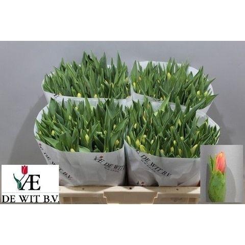 <h4>TU EN LEEN VD MARK</h4>