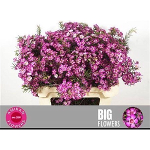 Chame Un Gra Jupiter