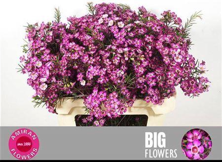 <h4>Chame Un Gra Jupiter</h4>