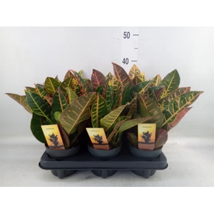 Codiaeum var. GR 'Petra'