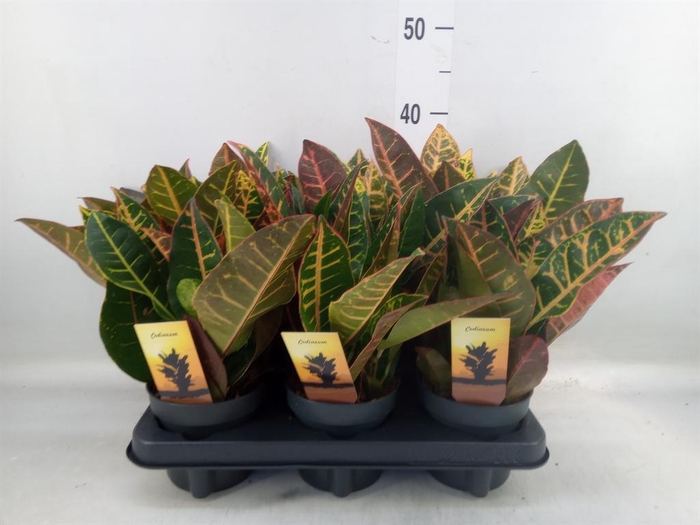 <h4>Codiaeum var. GR 'Petra'</h4>