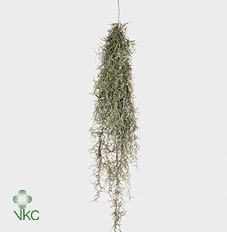 arr3 CP - Usneoides x6