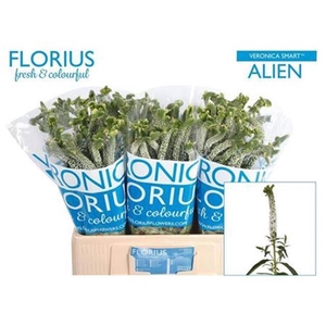 Veron Smart Al White