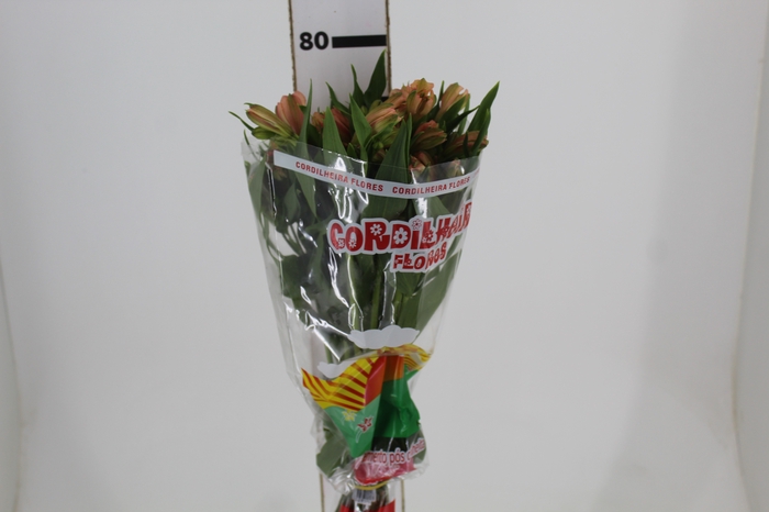 <h4>ALSTROEMERIA CANYON 080 CM</h4>