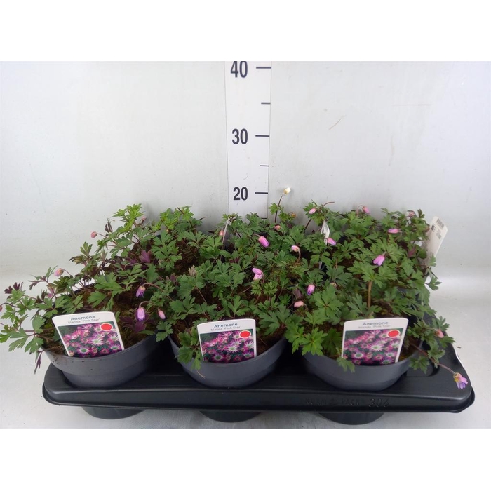 <h4>Anemone hupeh.</h4>