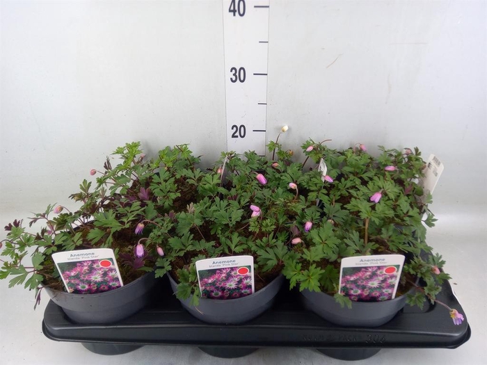 <h4>Anemone hupeh.</h4>