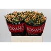 Hypericum Mellow Romance