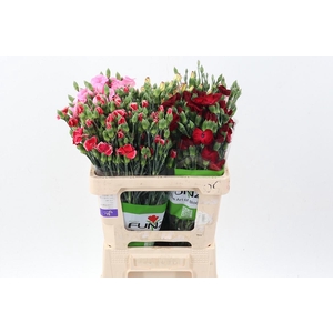 Di Solomio Gemengd in fust