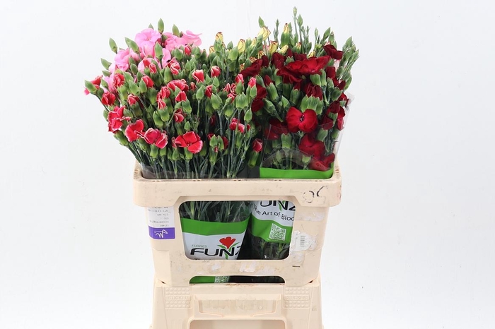 <h4>Di Solomio Gemengd in fust</h4>