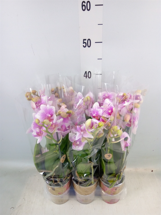 <h4>Phalaenopsis multi. 'Ant Stuttgart'</h4>