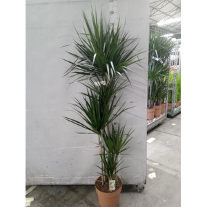 Dracaena marg.