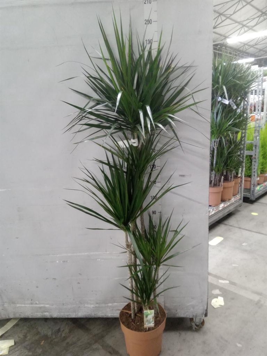 <h4>Dracaena marg.</h4>