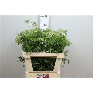 Ammi Majus