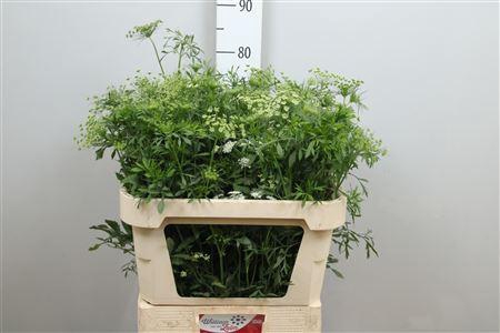 <h4>Ammi Majus</h4>