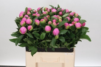 <h4>Paeonia Monsieur Jules Elie</h4>