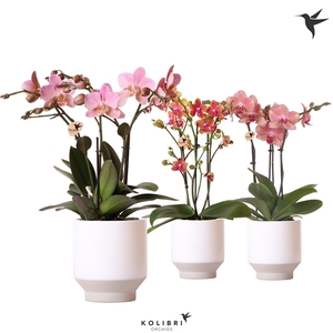 Kolibri Orchids Phalaenopsis Jewel mix 3 spike in Harmony white