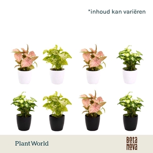 Syngonium gemengd 7 cm in Sara Black & White