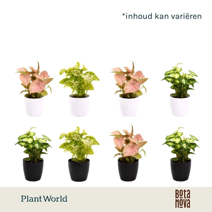 <h4>Syngonium gemengd 7 cm in Sara Black & White</h4>