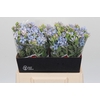 Oxypetalum Tweedia Blue