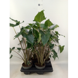 Alocasia zebrina 'Siberian Tiger'