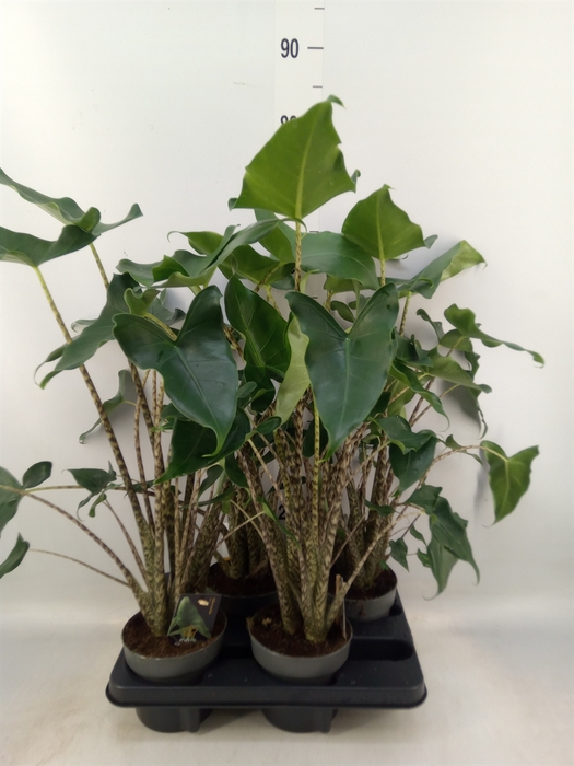 <h4>Alocasia zebrina 'Siberian Tiger'</h4>