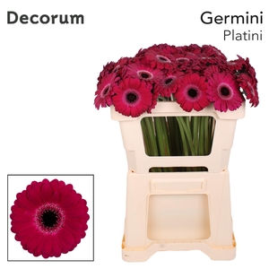Germini Platini Water