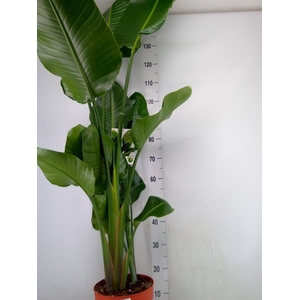 Strelitzia nicolai