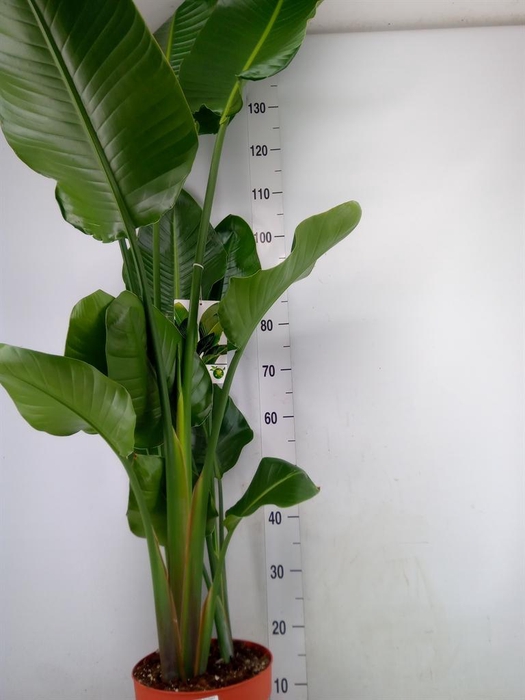 <h4>Strelitzia nicolai</h4>