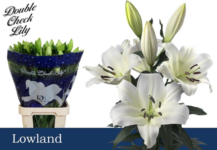 <h4>LI OT Lowland 51</h4>