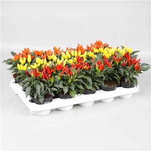 Capsicum annuum Salsa