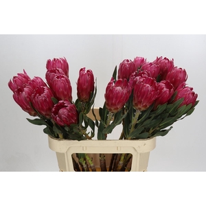 Protea Brenda