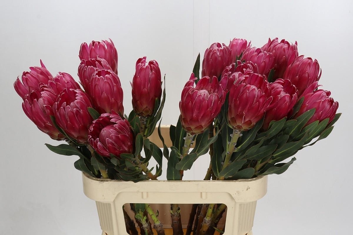 <h4>Protea Brenda</h4>