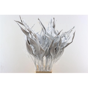 Dried Strelitziablad White P Stem