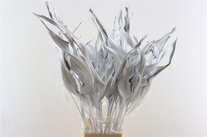 <h4>Dried Strelitziablad White P Stem</h4>