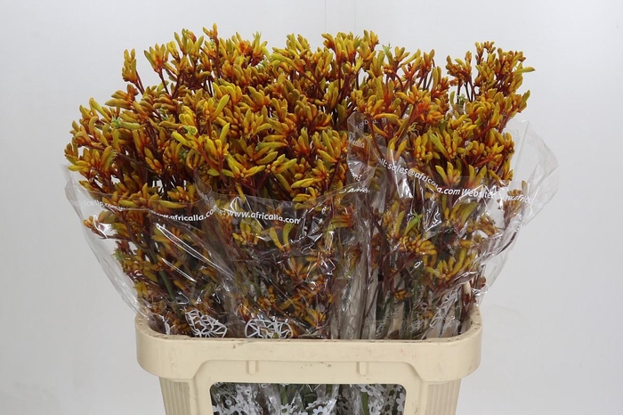 <h4>Kangaroo Paw Gold Fever</h4>