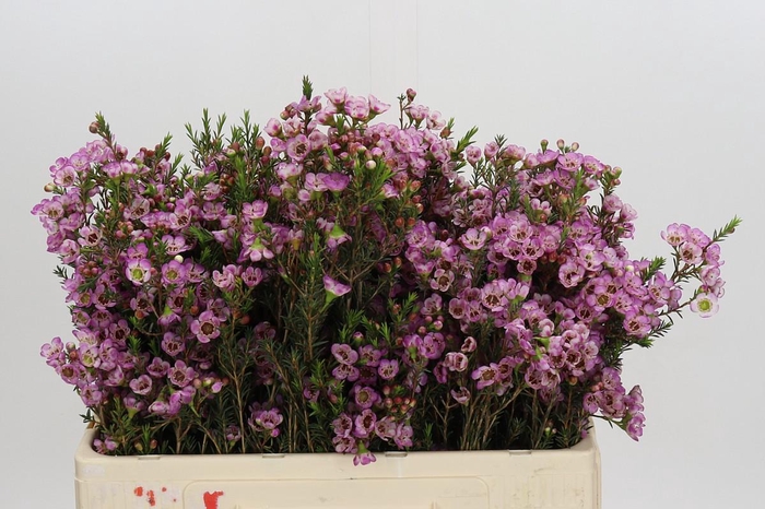 <h4>Chamelaucium Adi</h4>