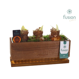 The Green Lighting Garden LED Medium lang met Amaryllis